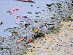 ハクセキレイの若鳥　７