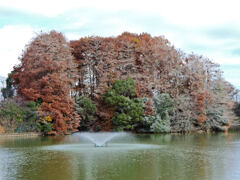 等々力緑地公園・・釣り堀池　初雪・・・