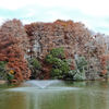 等々力緑地公園・・釣り堀池　初雪・・・
