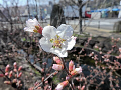 桜桃 （ゆすらうめ）　開花　４