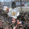 桜桃 （ゆすらうめ）　開花　４