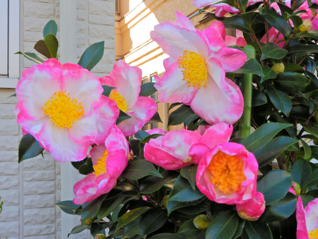 サザンカ 〜冬が来る〜 ２