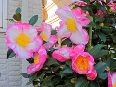 サザンカ 〜冬が来る〜 ２