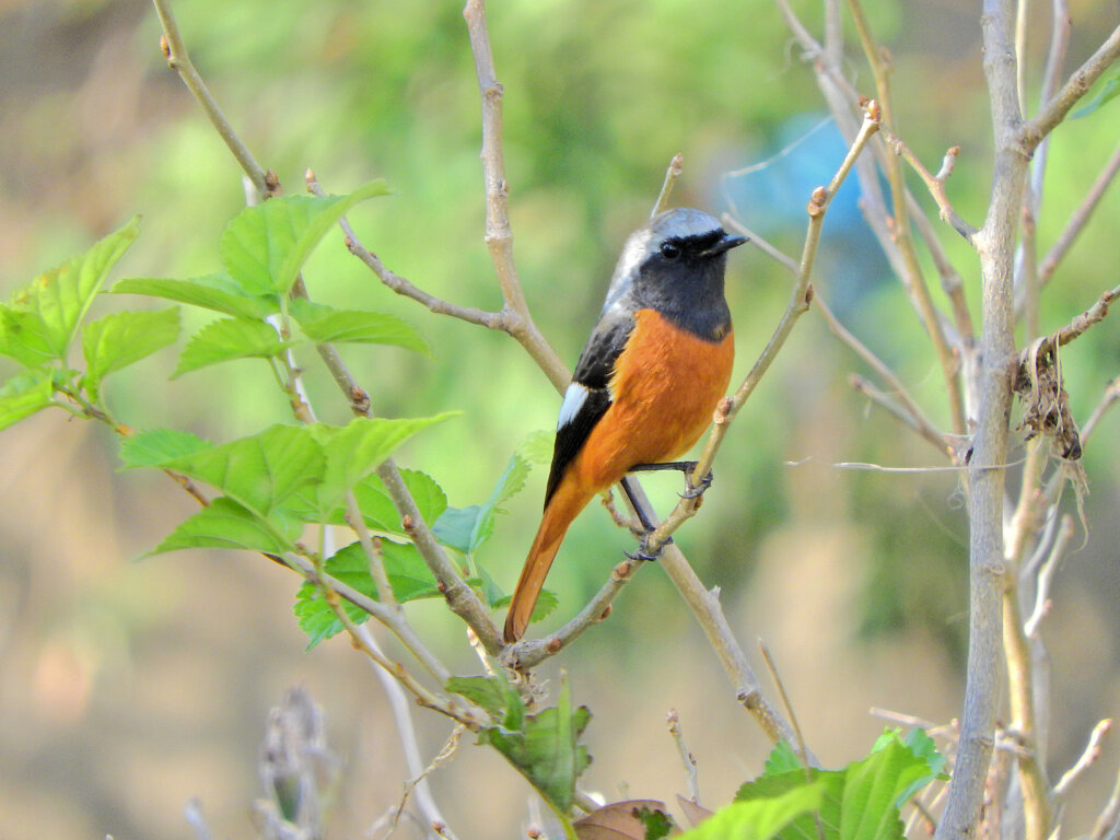 ジョウビタキ♂　５