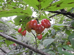 山茱萸　（サンシュユ）　実 ８