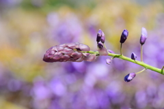 藤の花　６