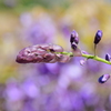 藤の花　６