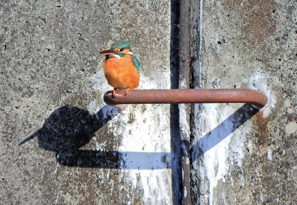 今日のカワセミ　さん　♀　１
