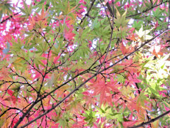 紅葉　２