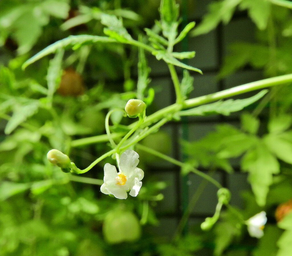 風船葛 （ふうせんかずら）の花　２