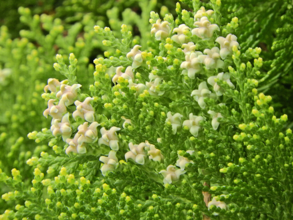 児の手柏 （このてがしわ）の花１