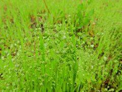 姫小判草 （ひめこばんそう） 鈴茅、鈴萱（すずがや）５