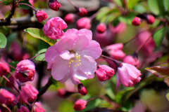 花海棠 （はなかいどう）４