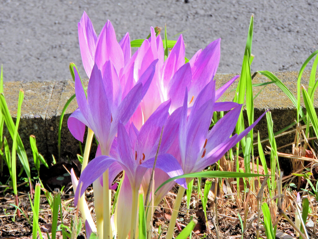 犬サフラン （いぬサフラン）５