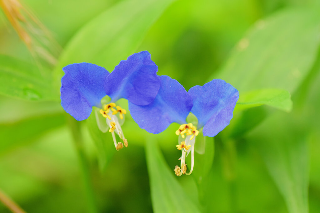 梅雨入り・露草 （つゆくさ）８