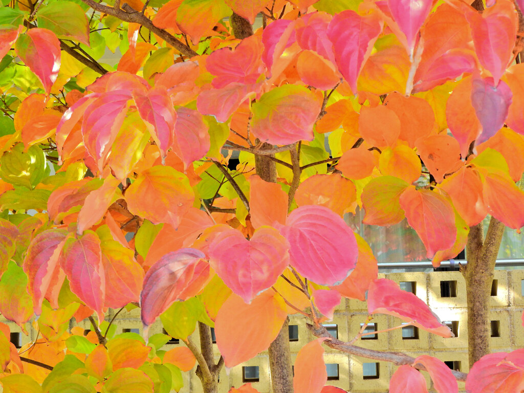 山法師 （やまぼうし）の紅葉　３