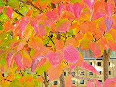 山法師 （やまぼうし）の紅葉　３