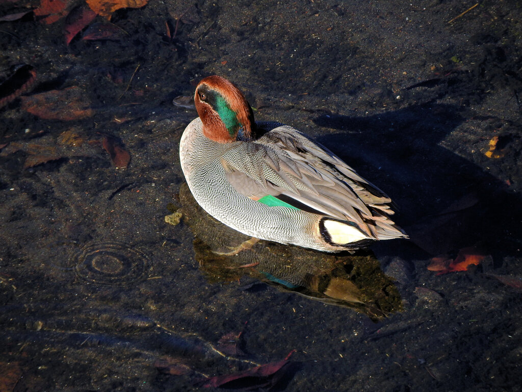 コガモ　さん　７