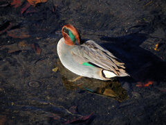 コガモ　さん　７