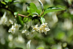グミの花　２