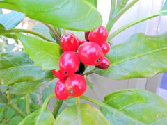 アオキの実　３