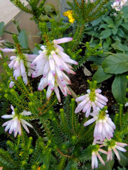 エリカ　様　２