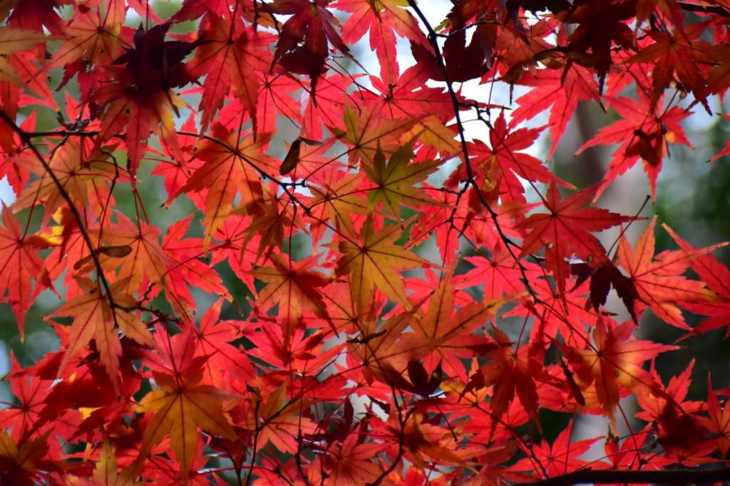 紅葉　５