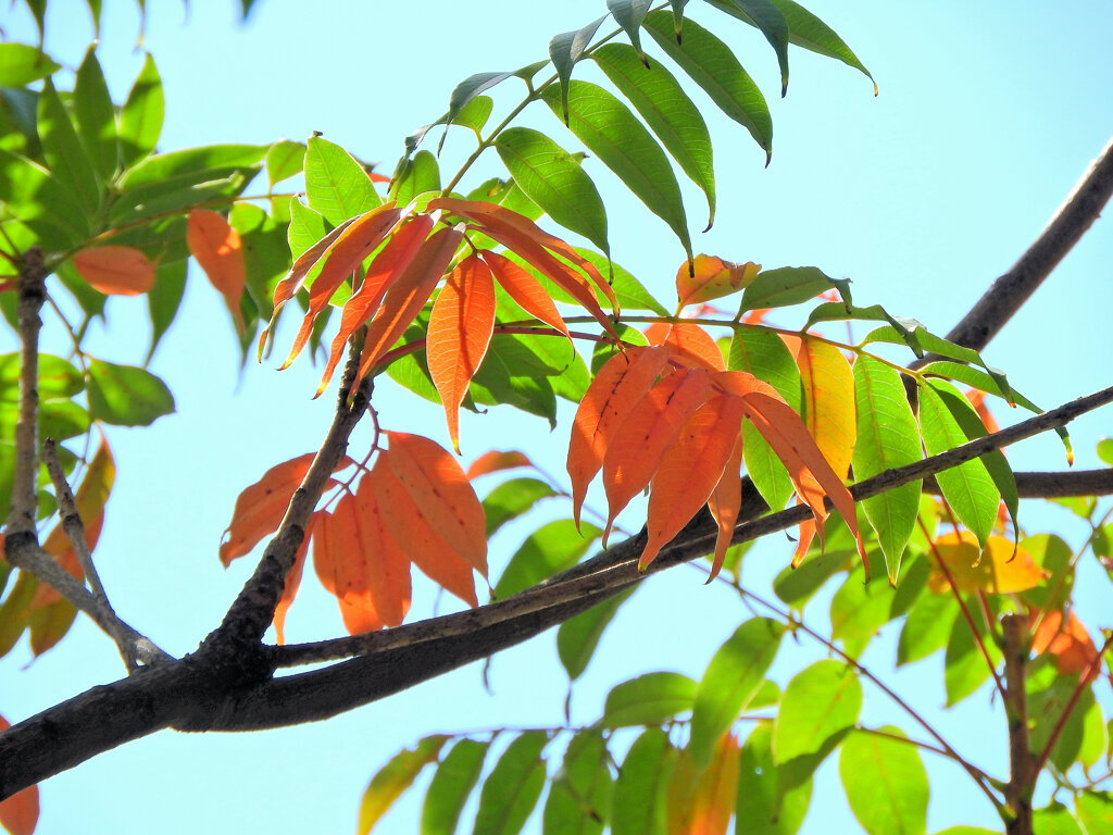 グラデーション「櫨の木（はぜのき）」（紅葉）１