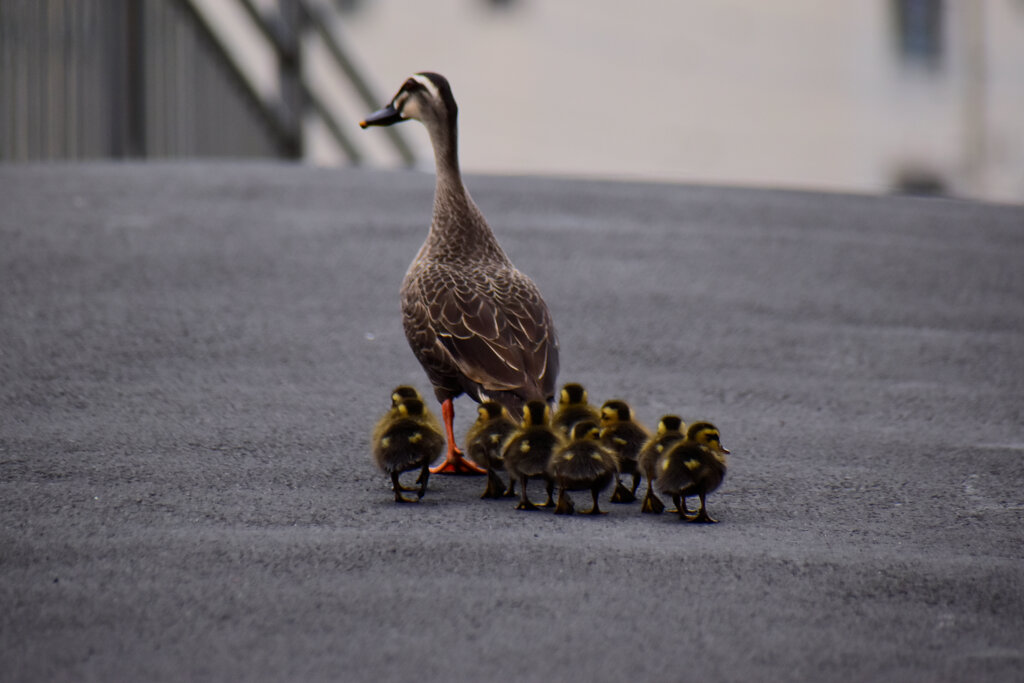 カルガモ一家（雛９羽）引っ越しに密着！！　２９