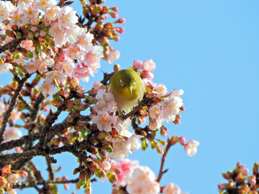 サクジロー⌒(ё)⌒　３