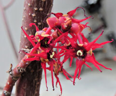 マルバノキ（丸葉の木）花　２