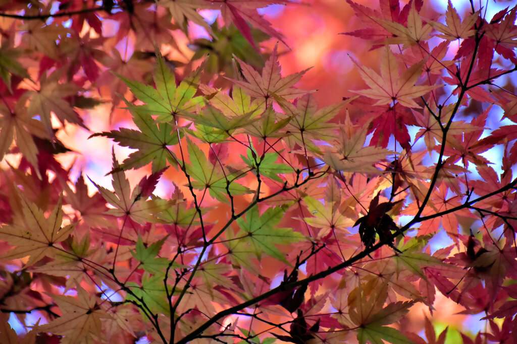 紅葉　在庫処分　４