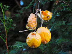キカラスウリ（黄烏瓜）実　６