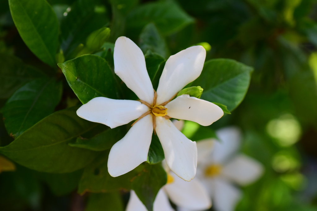 梔子 （くちなし）の花　４