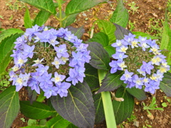 紫陽花　６
