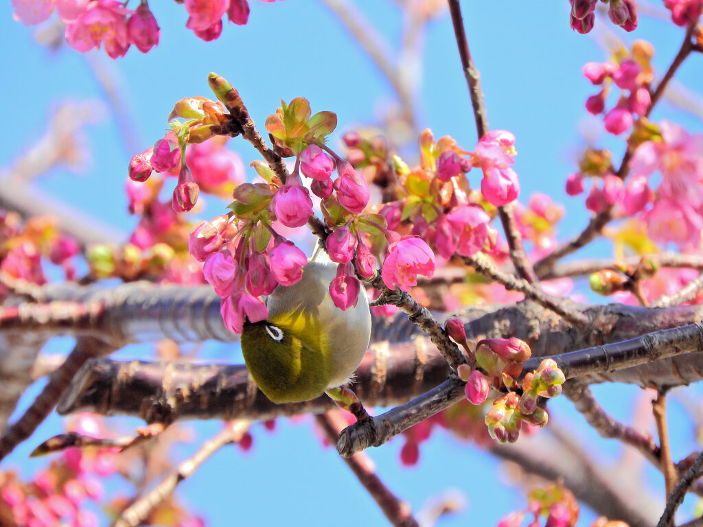 サクジロー　ヨコハマヒザクラ（横浜緋桜)にメジロさん５