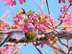 サクジロー　ヨコハマヒザクラ（横浜緋桜)にメジロさん５