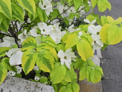 花水木（ハナミズキ）♡　７