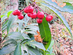 里山で万両と「 空蝉（うつせみ）」１