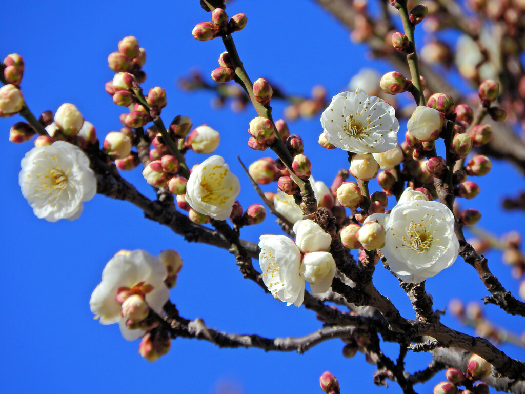 近所の幼稚園の園庭で白梅が開花　４