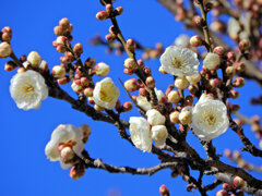 近所の幼稚園の園庭で白梅が開花　４