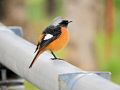 ジョウビタキ　♂　2/2