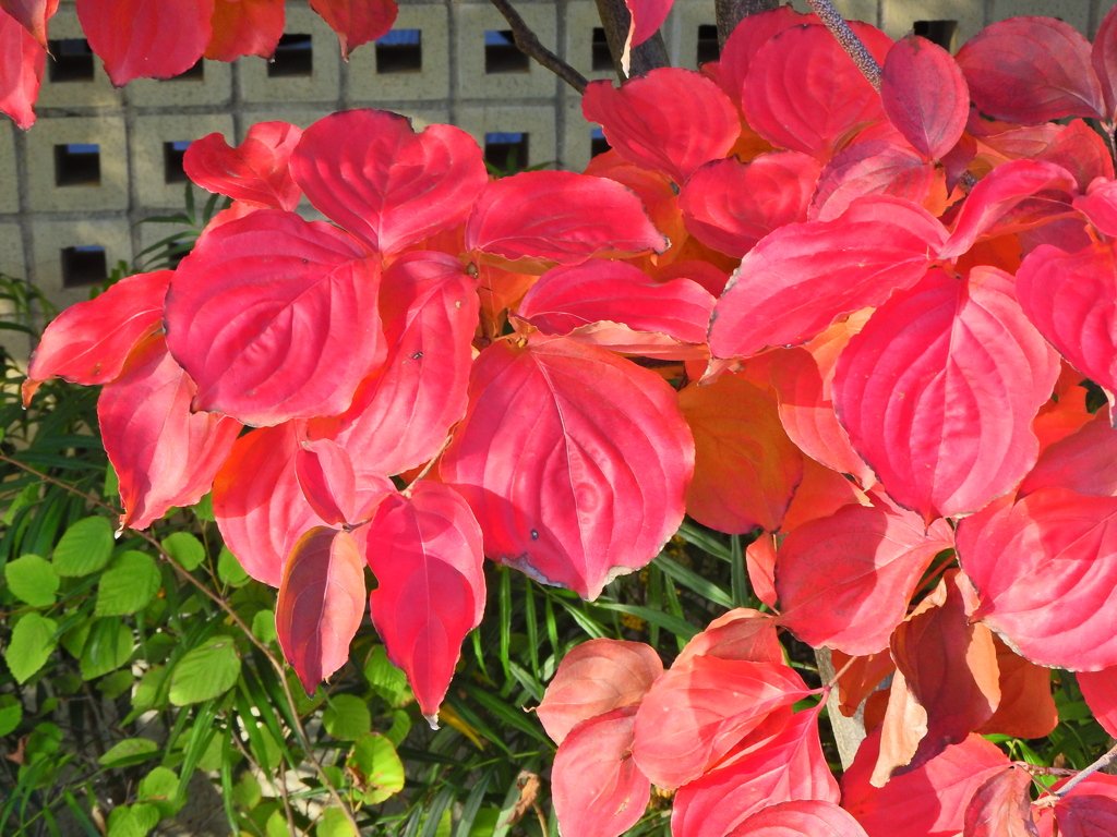 山法師 （やまぼうし）の紅葉　１