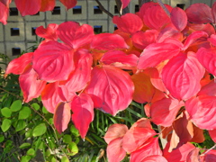 山法師 （やまぼうし）の紅葉　１