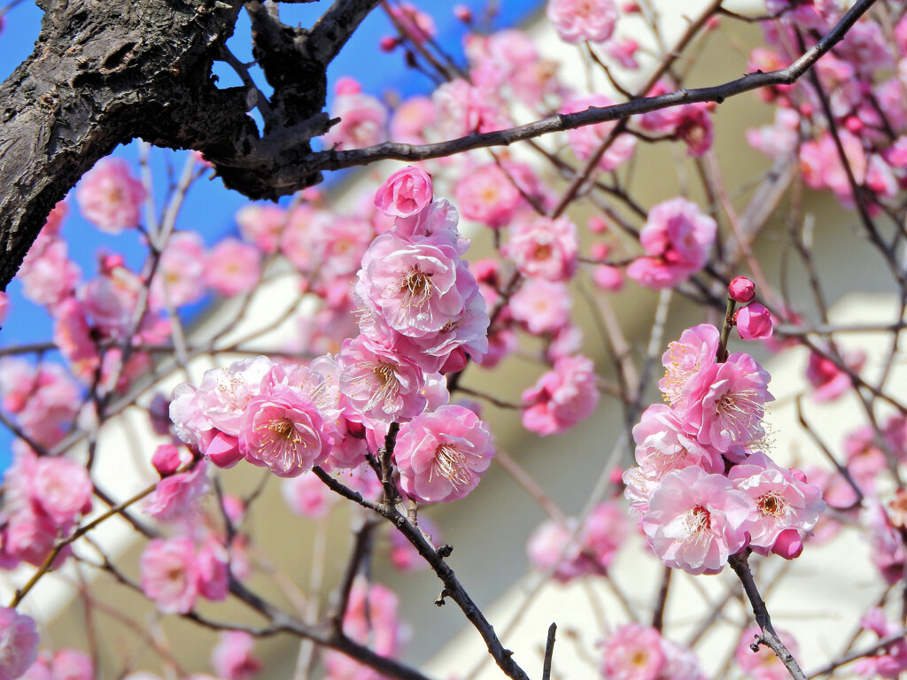 うめぇ～すぅ～　花　１
