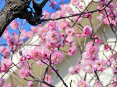 うめぇ～すぅ～　花　１