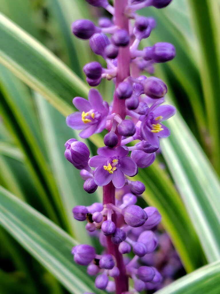 藪蘭の花　２