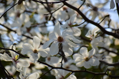辛夷の花　１０