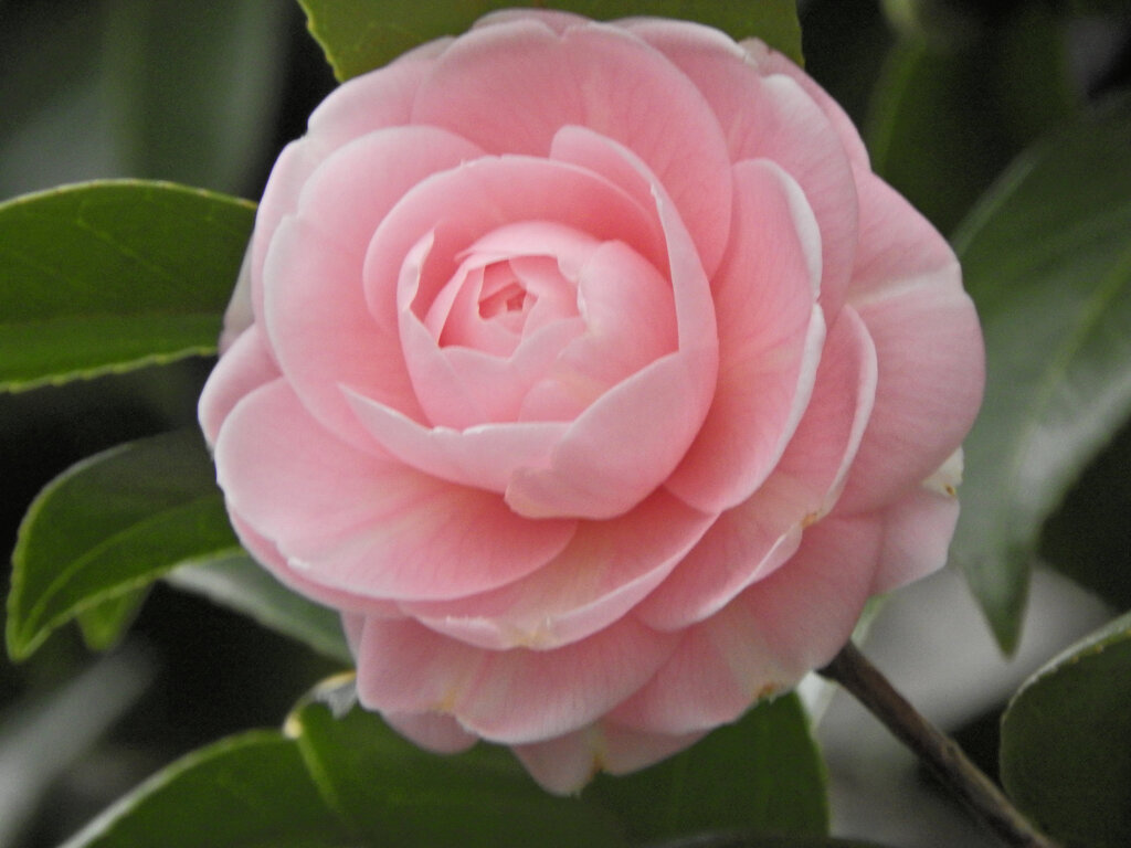 乙女椿　開花　4/4