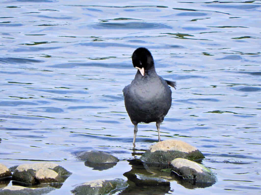 オオバン　ｷﾀ━(´◕ฺω◕ฺ｀)　５